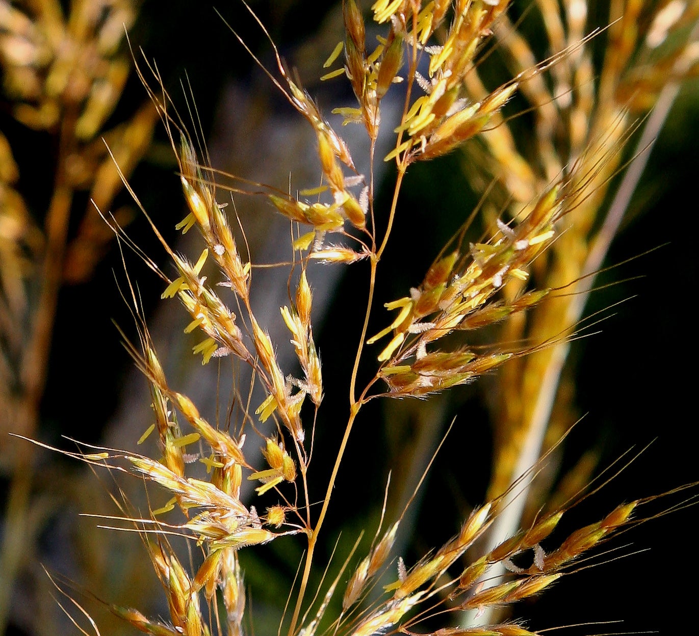 Closeup of grass stalks belonging to Gramineae, a family of flowering plants that produce the lipid isoarborinol
