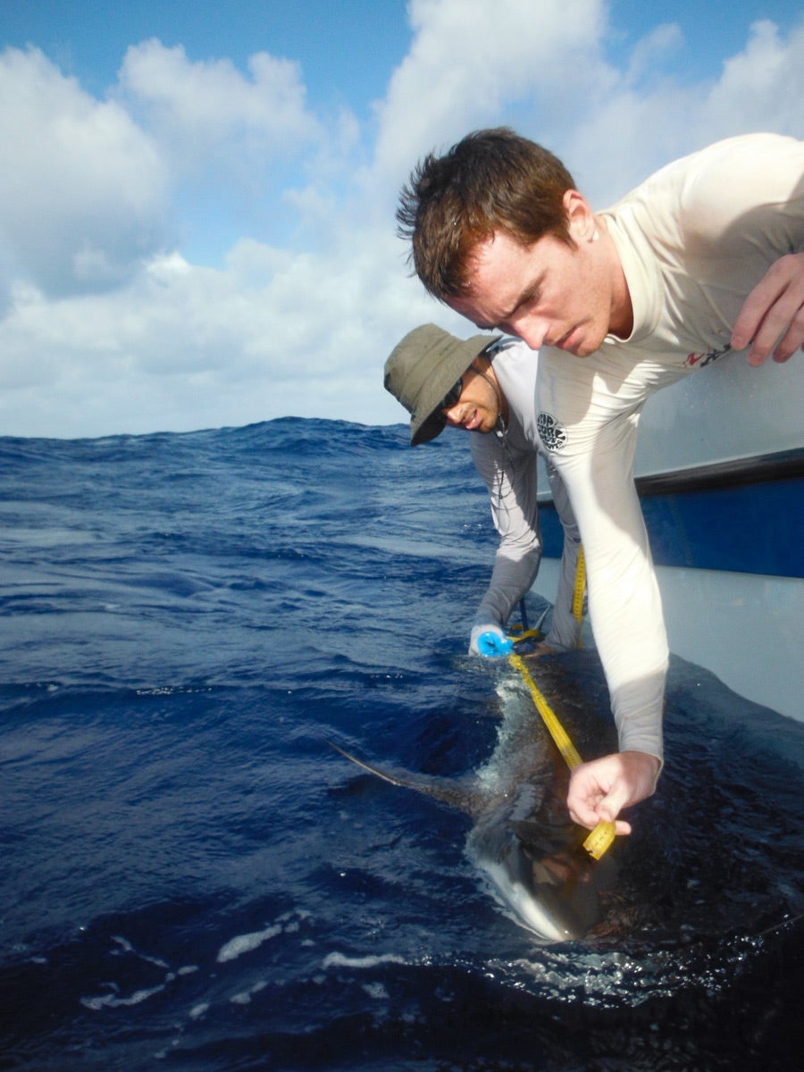 researchers hanging over edge of boat with a tape measure to record length of a grey reef shark