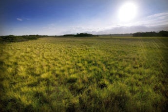 American grasslands