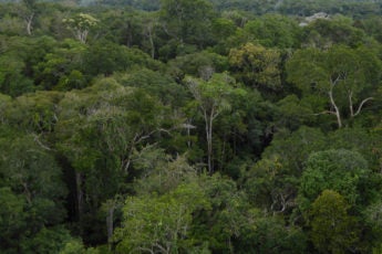 Amazon canopy