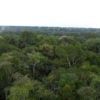 View of Amazon canopy