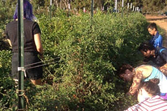 Students harvesting excess produce for the community