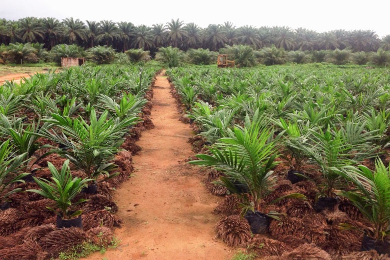 Oil palms in Cameroon