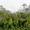 Treetops of dense tropical rainforest near Malaysia-Kalimantan border