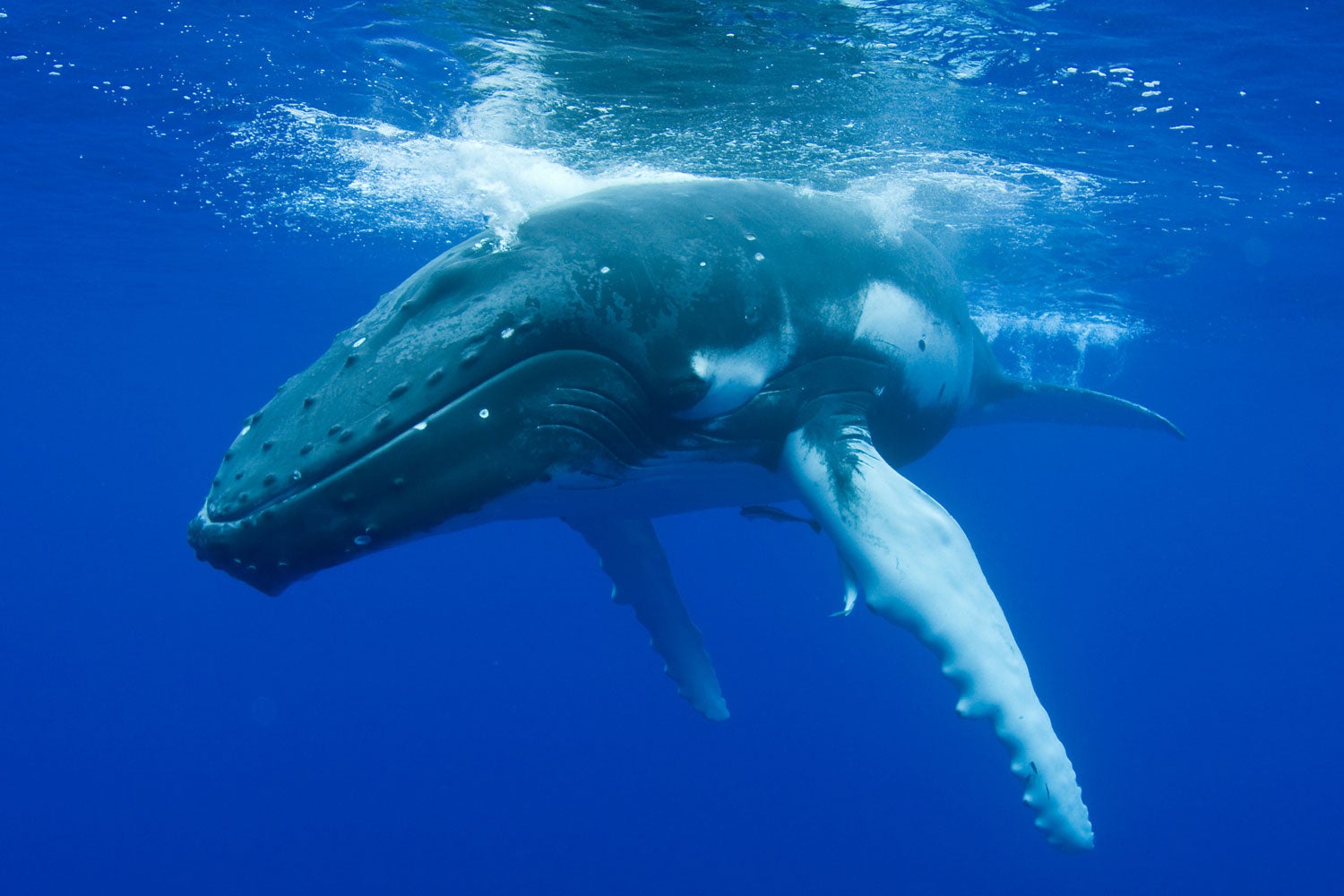 humpback whale with foreflippers clearly visible