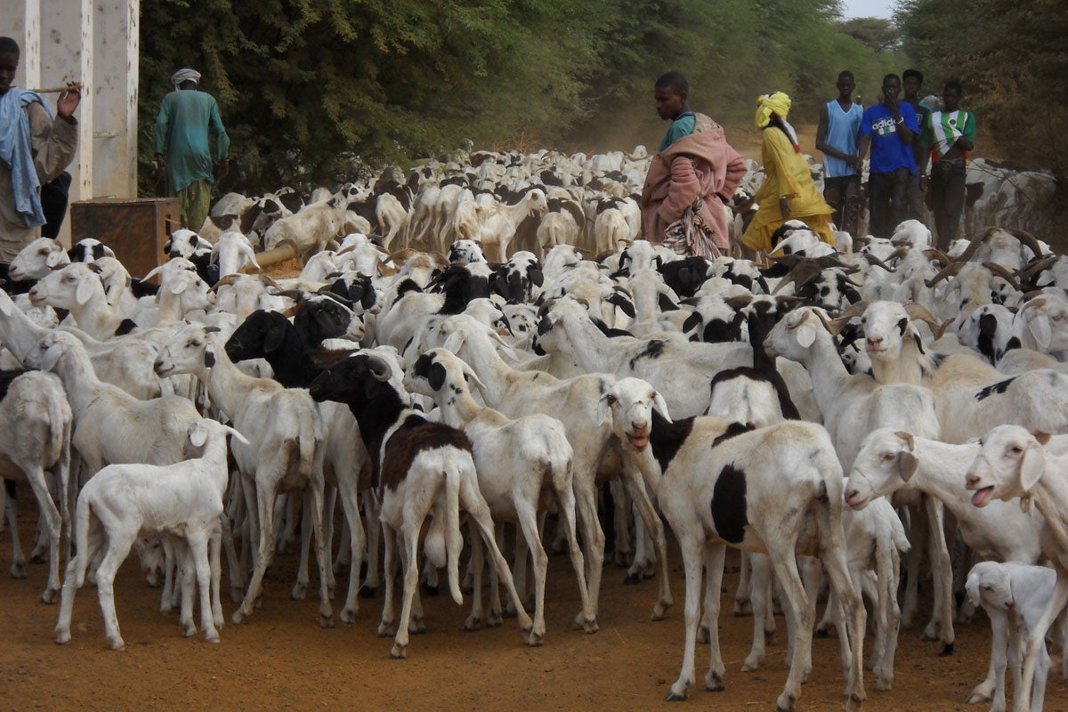 herding goats in rural Senegal