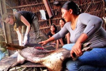 Earth Systems undergraduate student Madeline Lisaius helps an indigenous Waorani woman butcher a peccary in Ecuador in July 2015.