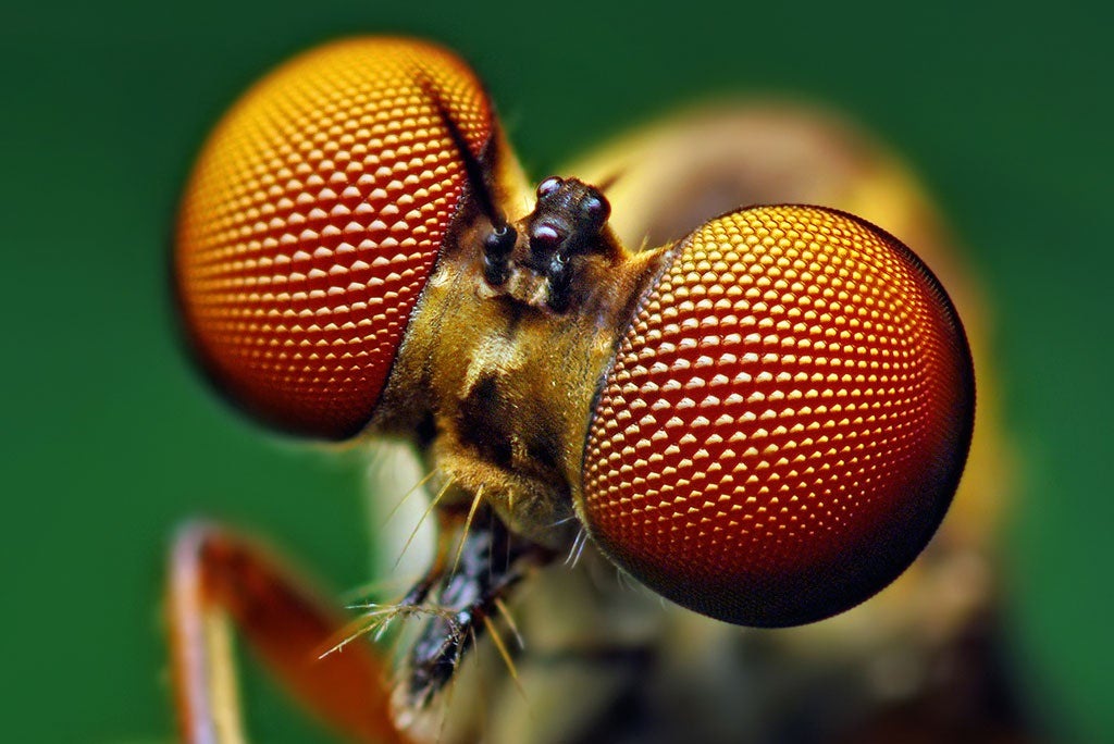 close up of eyes of a robber fly; the compound eyes inspired a new solar cell design