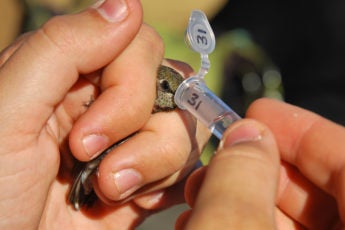 Researcher obtaining a microbe sample from a hummingbird