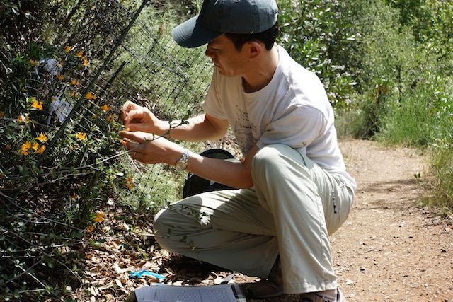 Stanford associate professor Tadashi Fukami doing fieldwork with flowers at Jasper Ridge Biological Preserve