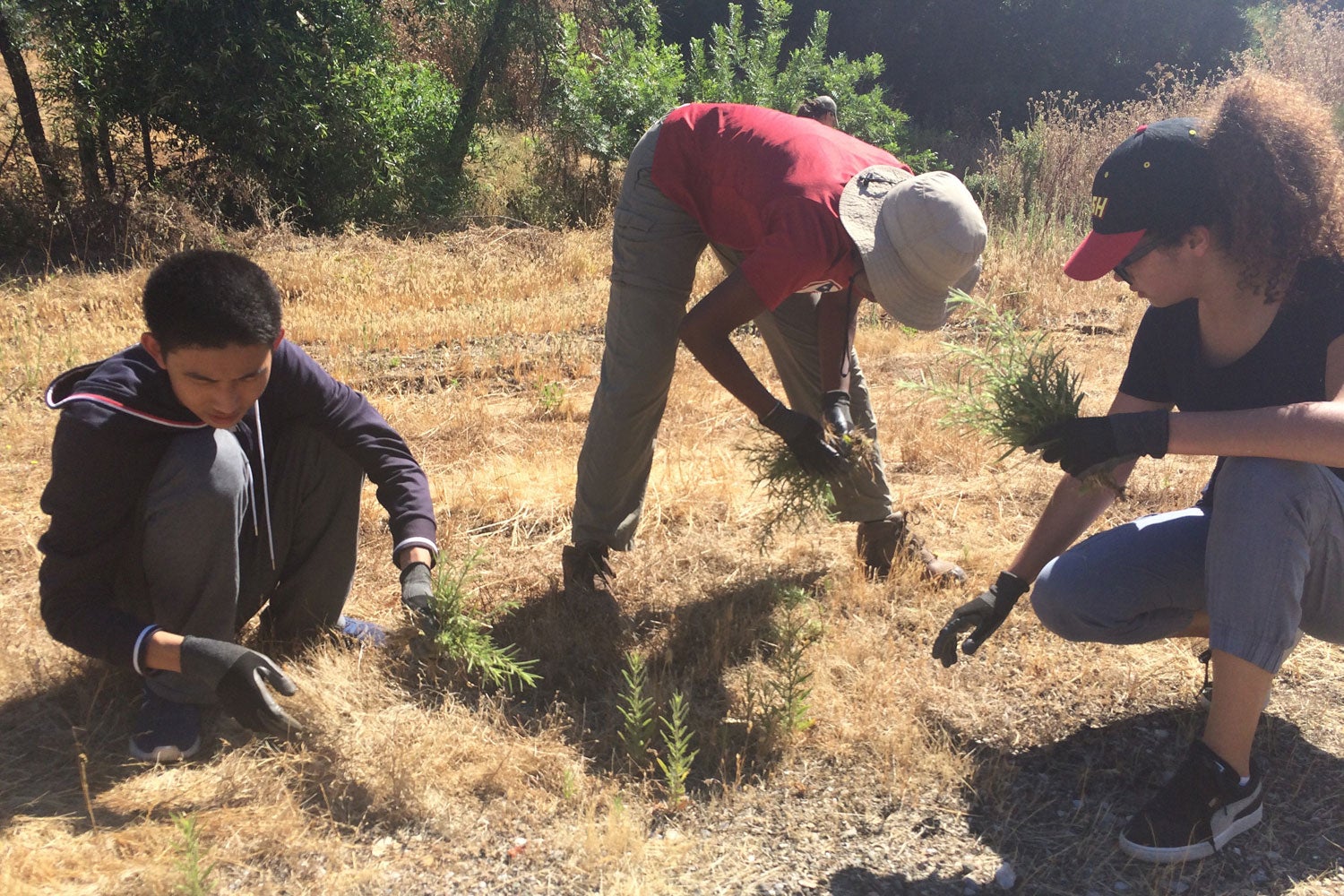 Stanford students pulling stinkwort weeds
