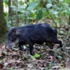 peccary in tropical forest