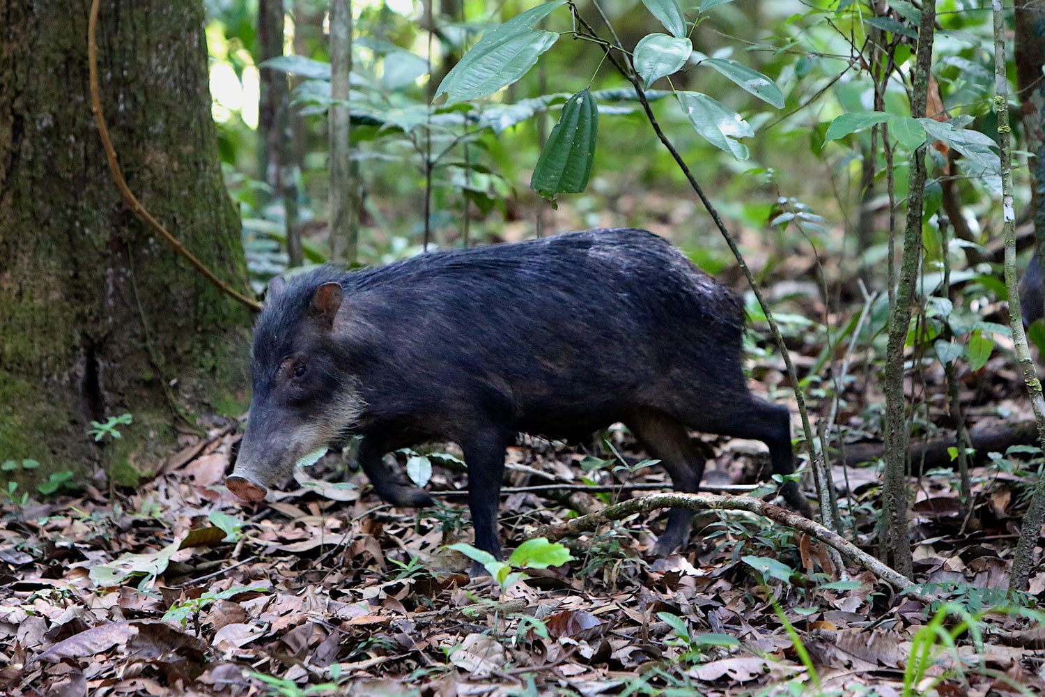 peccary in tropical forest