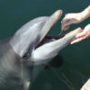 researcher swabs open mouth of dolphin
