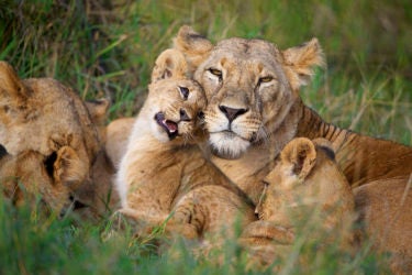 Lioness and cubs in Kenya