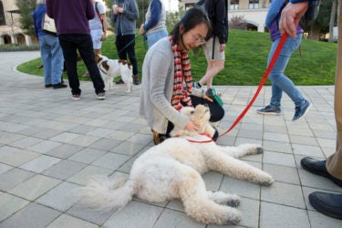 Student petting dog