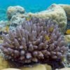 Damselfish swimming around coral in a Palau