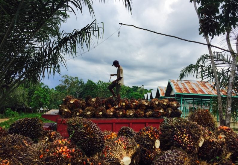 Palm fruit worker in Indonesia
