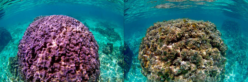 Healthy and unhealthy coral