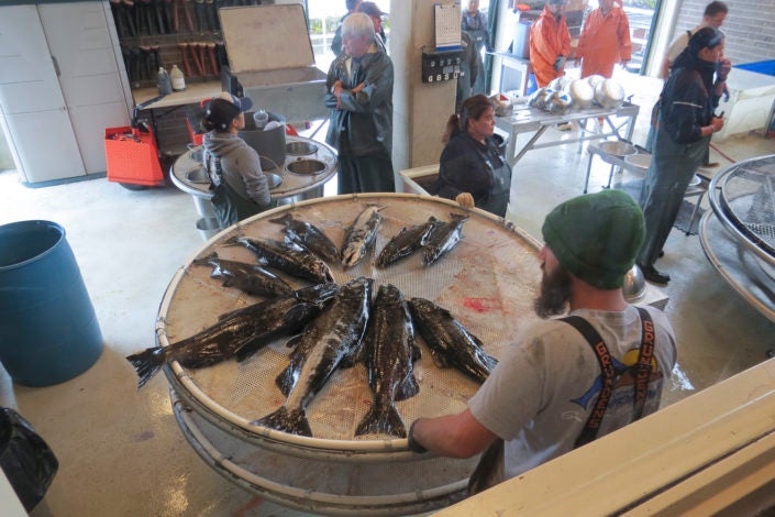 A fish hatchery with several salmon on a table)