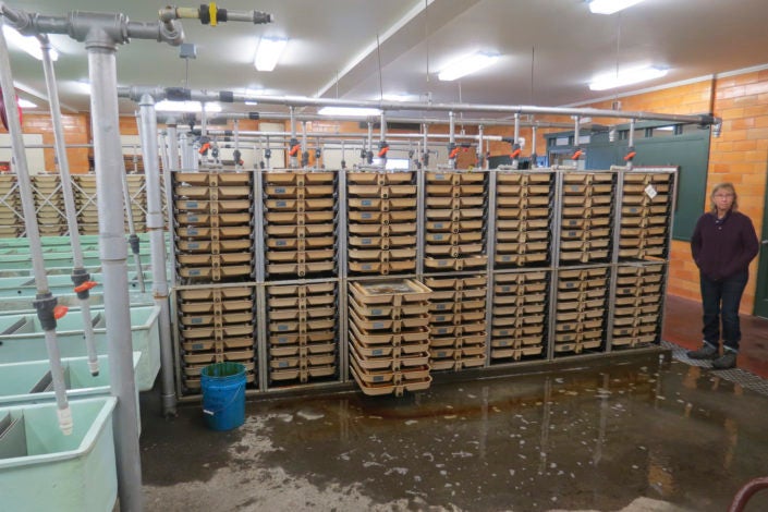 A fish hatchery with racks of fish)