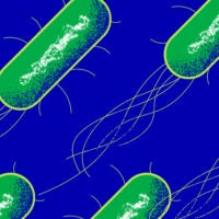 artist's representation of E. coli bacteria