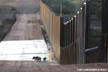 A family of javelinas encounters the wall on the U.S.-Mexico border near the San Pedro River in southeastern Arizona.