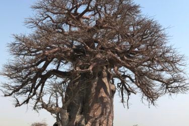Two people standing under a baobab tree