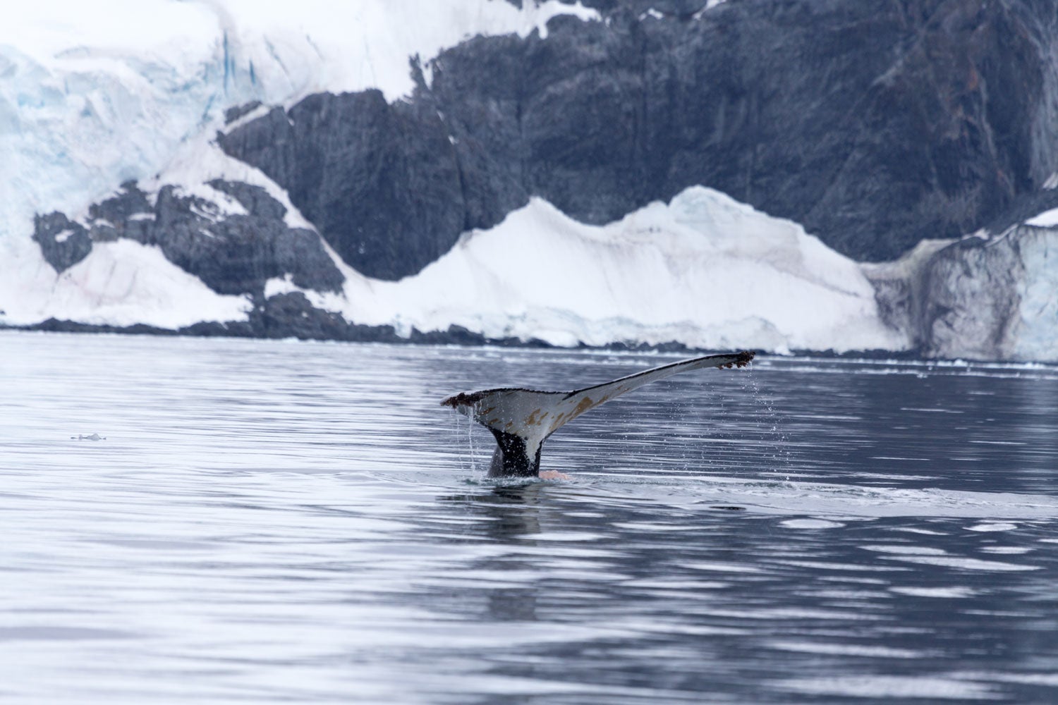 горбатый кит ныряет в Антарктиде