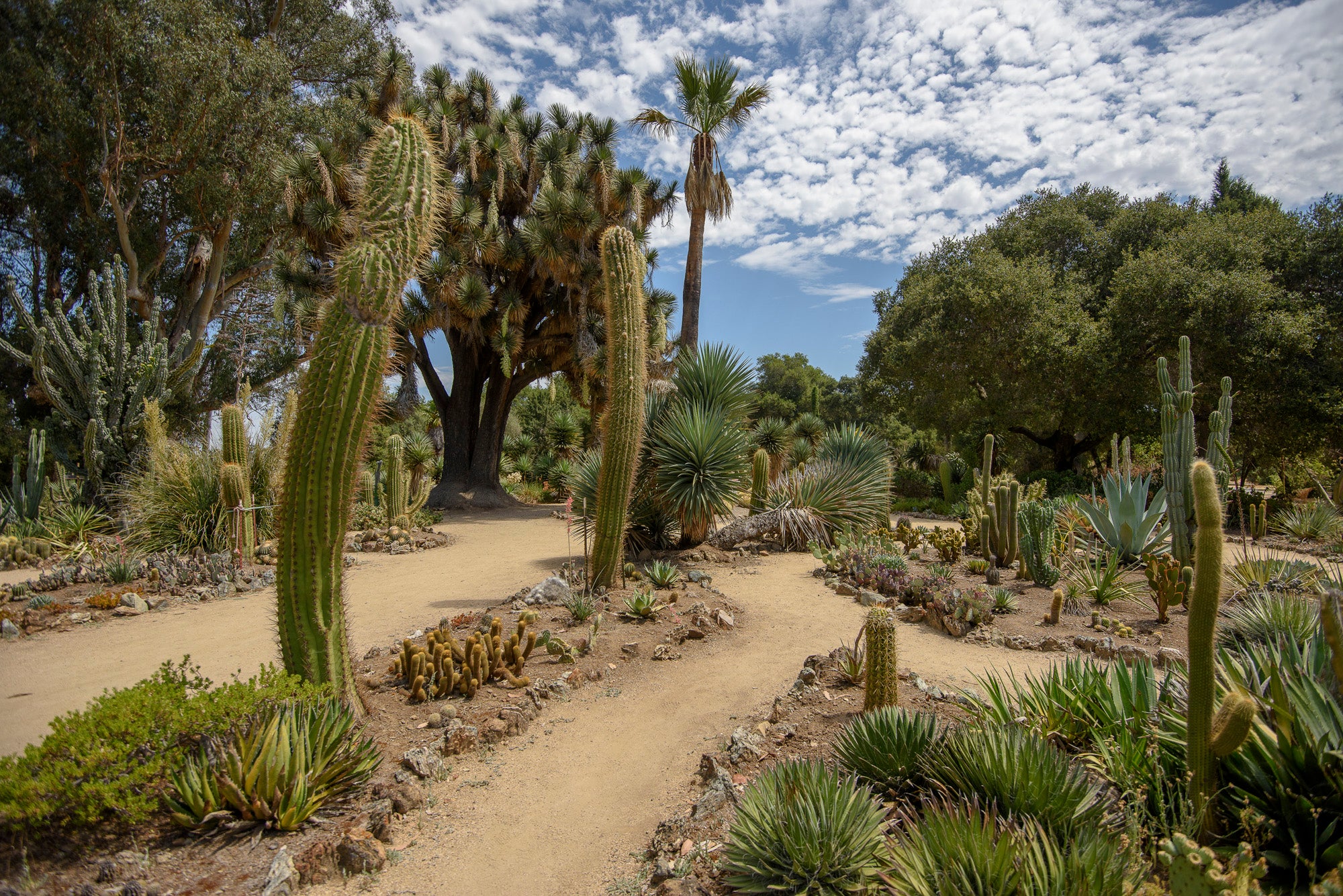The Arizona Garden