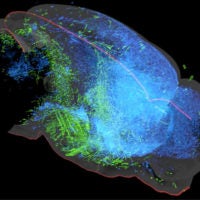 A 3D rendering of the serotonin system in the mouse brain