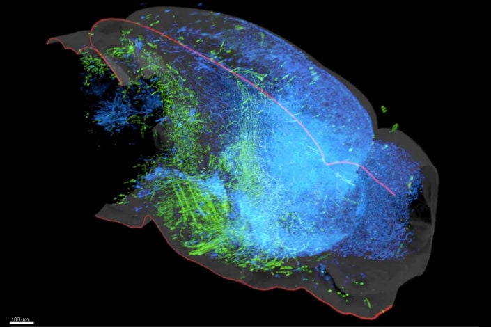 A 3D rendering of the serotonin system in the mouse brain