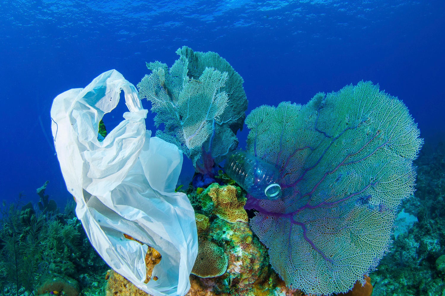 Plastic waste on a coral