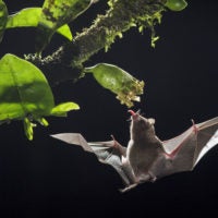 long-tongued bat