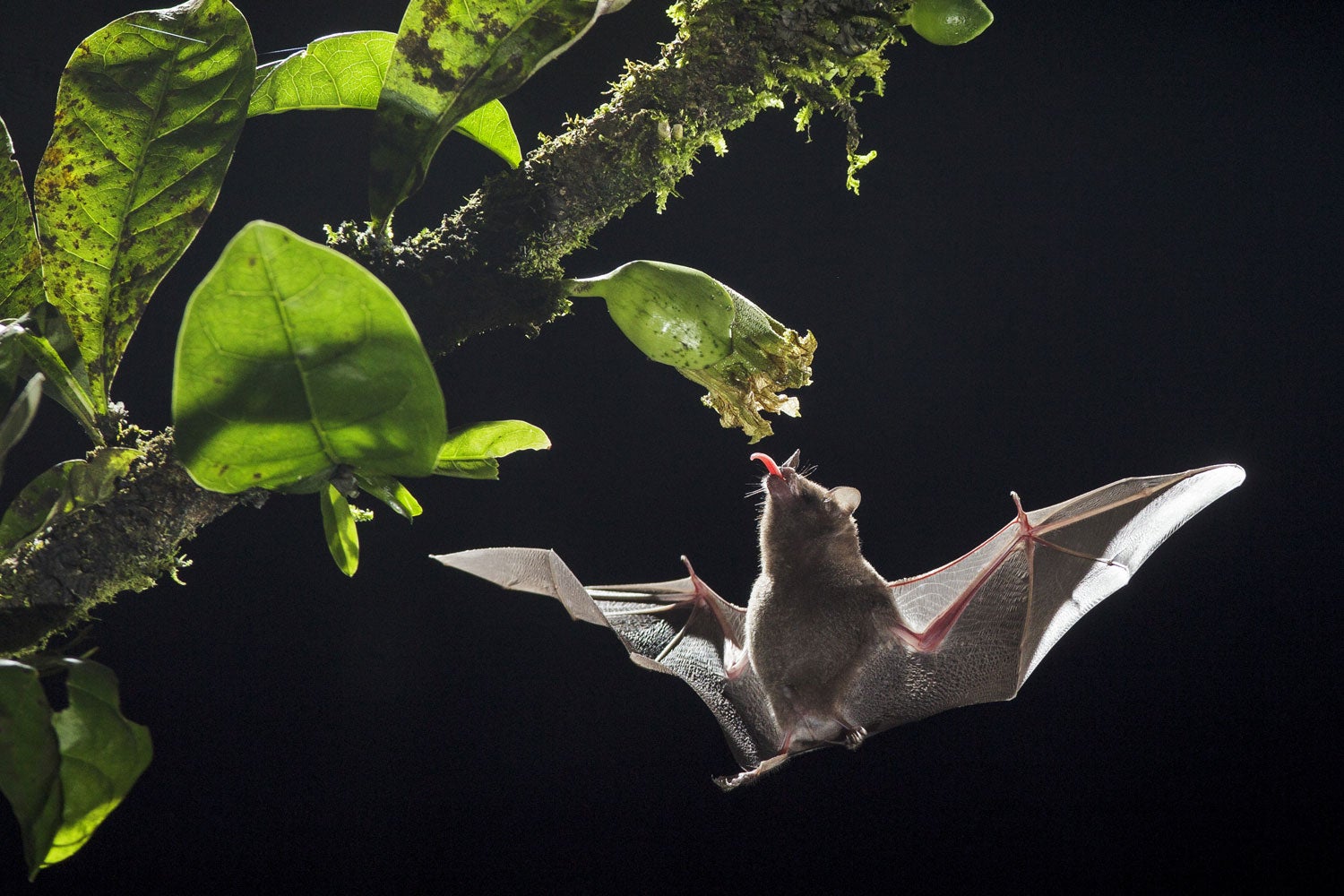 long-tongued bat