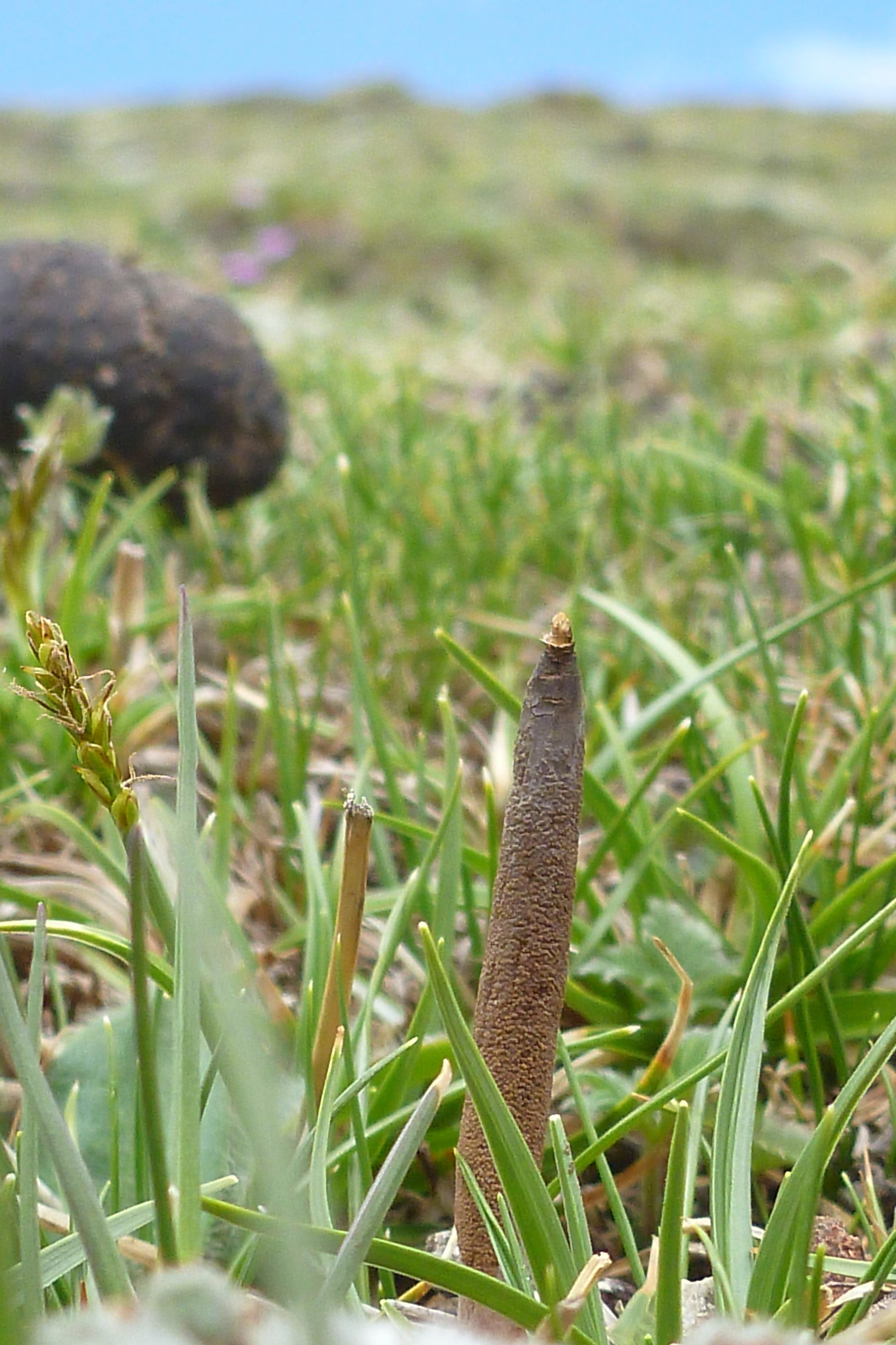infected caterpillar growing from the ground