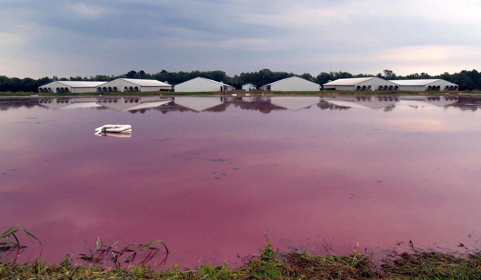 A North Carolina pig farm’s waste lagoon