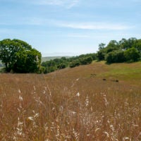 Foothills covered in grasses at Jasper Ridge Biological Preserve