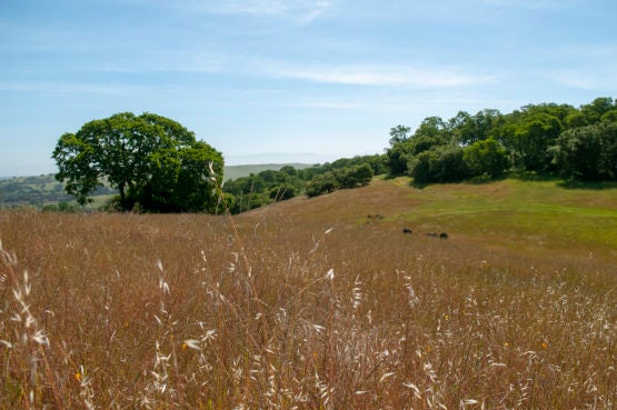 Foothills covered in grasses at Jasper Ridge Biological Preserve