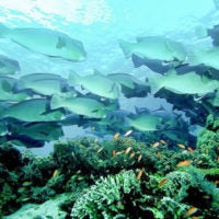 A school of bumphead parrotfish swimming over a coral reef