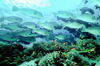 A school of bumphead parrotfish swimming over a coral reef