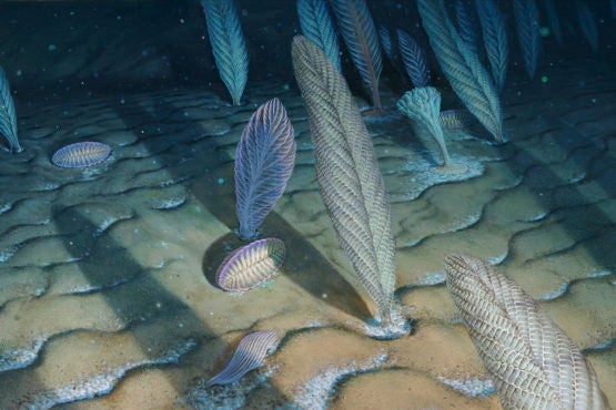 Complex organisms in ocean