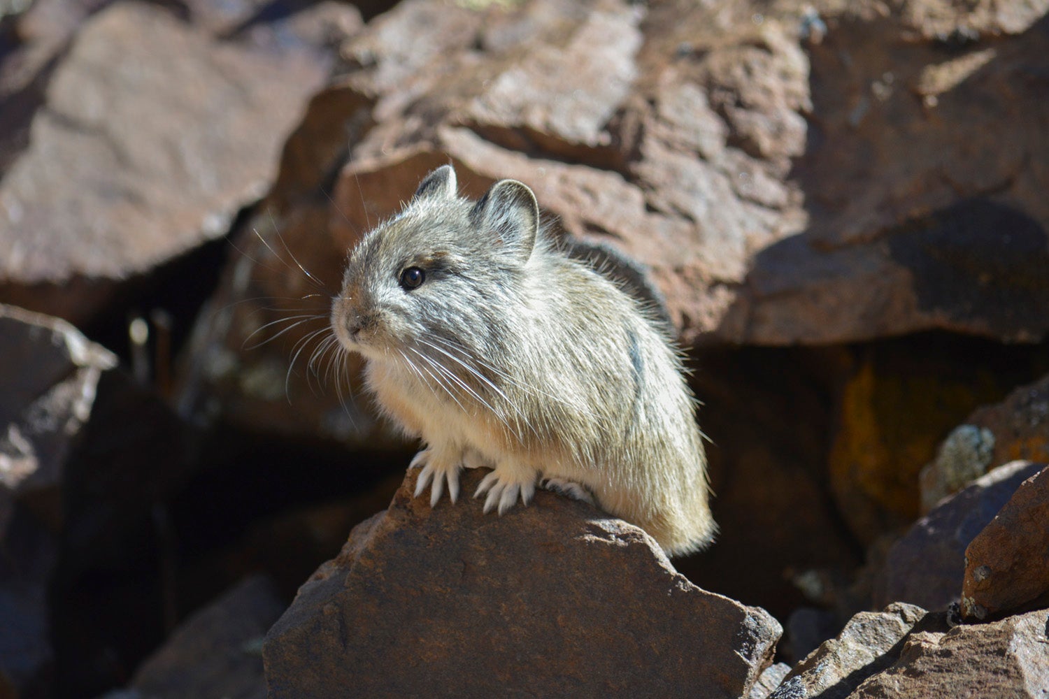closeup of a pika in a rocky environment