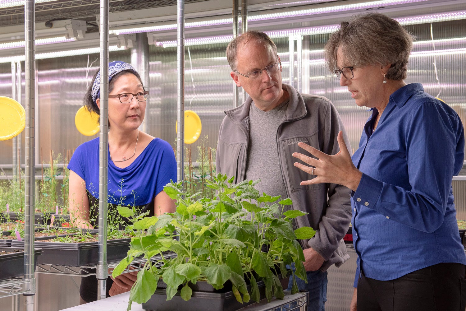 Sue Rhee, Thomas Clandinin and Miriam B. Goodman discuss the NeuroPlant project over a tobacco plant in the greenhouse.