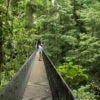 A suspended bridge through the rainforest