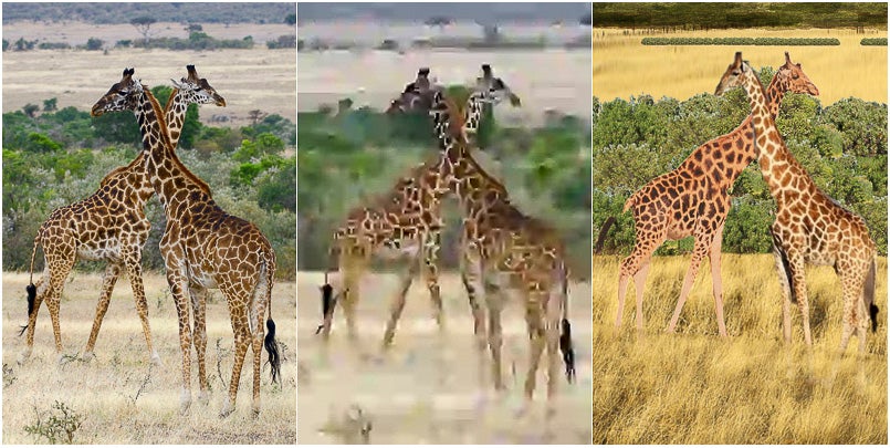 Three versions of an image of giraffes. Given the image on the left, two study participants made the reconstruction on the right. People preferred their reconstruction to the image at the center, a highly compressed version of the original with a file size equal to the amount of data the participants used to make their reconstruction.