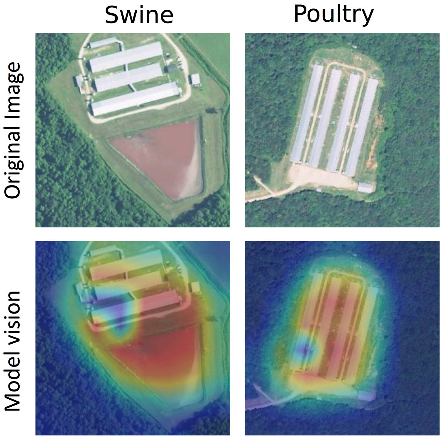Sample swine (left) and poultry (right) facilities, with the original image (top) and a heat map of the way the algorithmic models processed the image (bottom). The red areas show where the model detected the likelihood of facility locations.