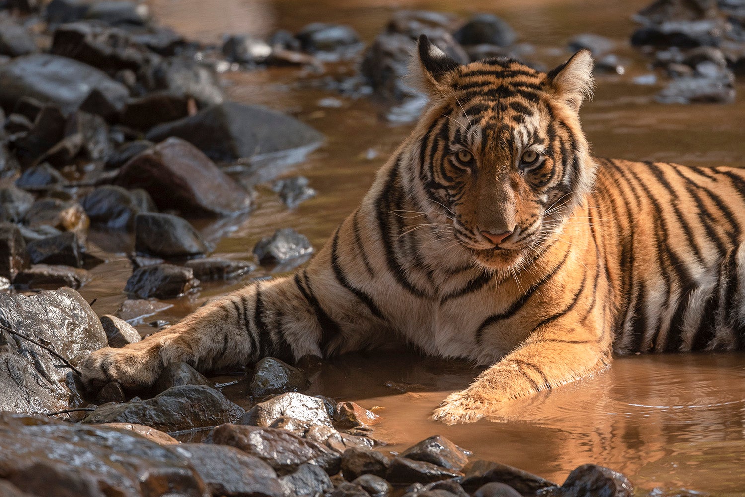 A wild tiger in Ranthambore Tiger Reserve, India.