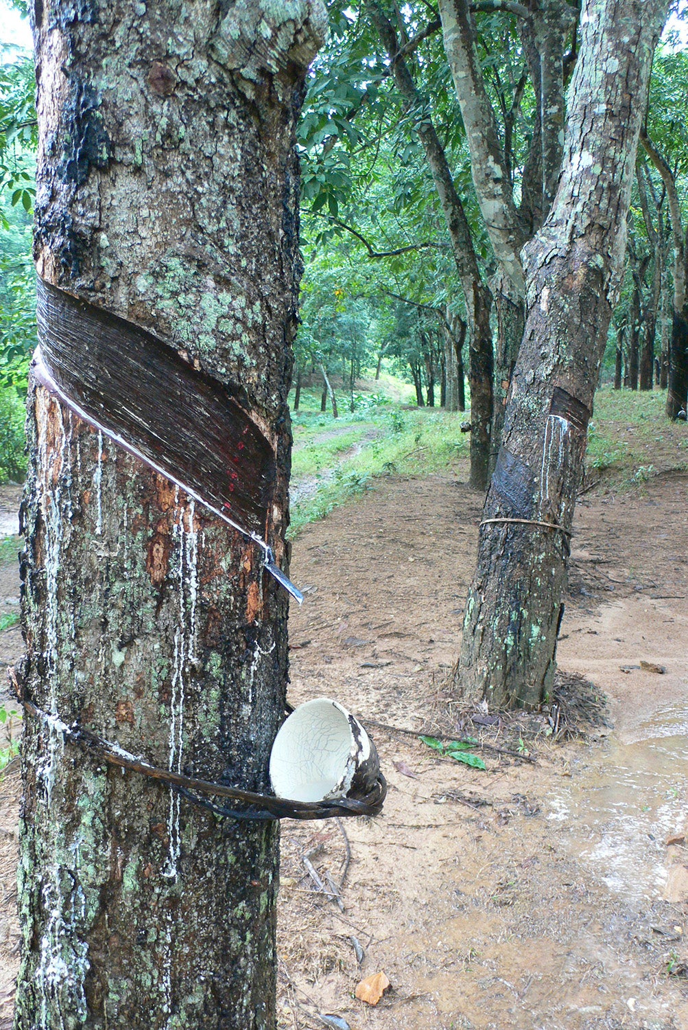 A rubber tree in a monoculture plantation in Hainan, China.