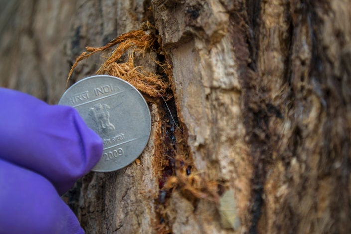 Hair sample in tree trunk)